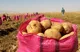 مسیر توانمندسازی کشاورزی ایران با فناوری هسته‌ای
