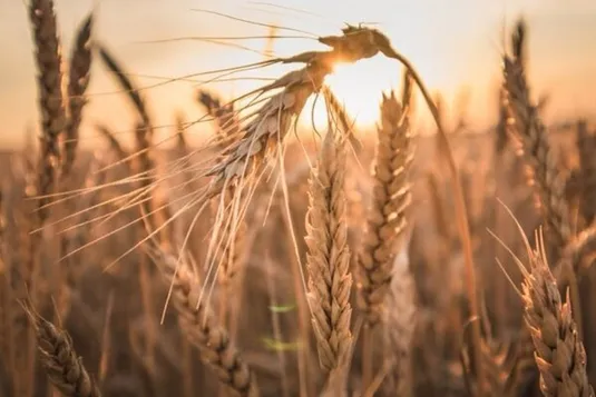 خبر جدید از تسویه مطالبات گندم&zwnj;کاران