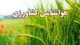 کشاورزان نسبت به پاکسازی نهر آب اقدام کنند