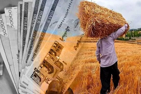 پرداخت مطالبات معوق گندم&zwnj;کاران آغاز شد