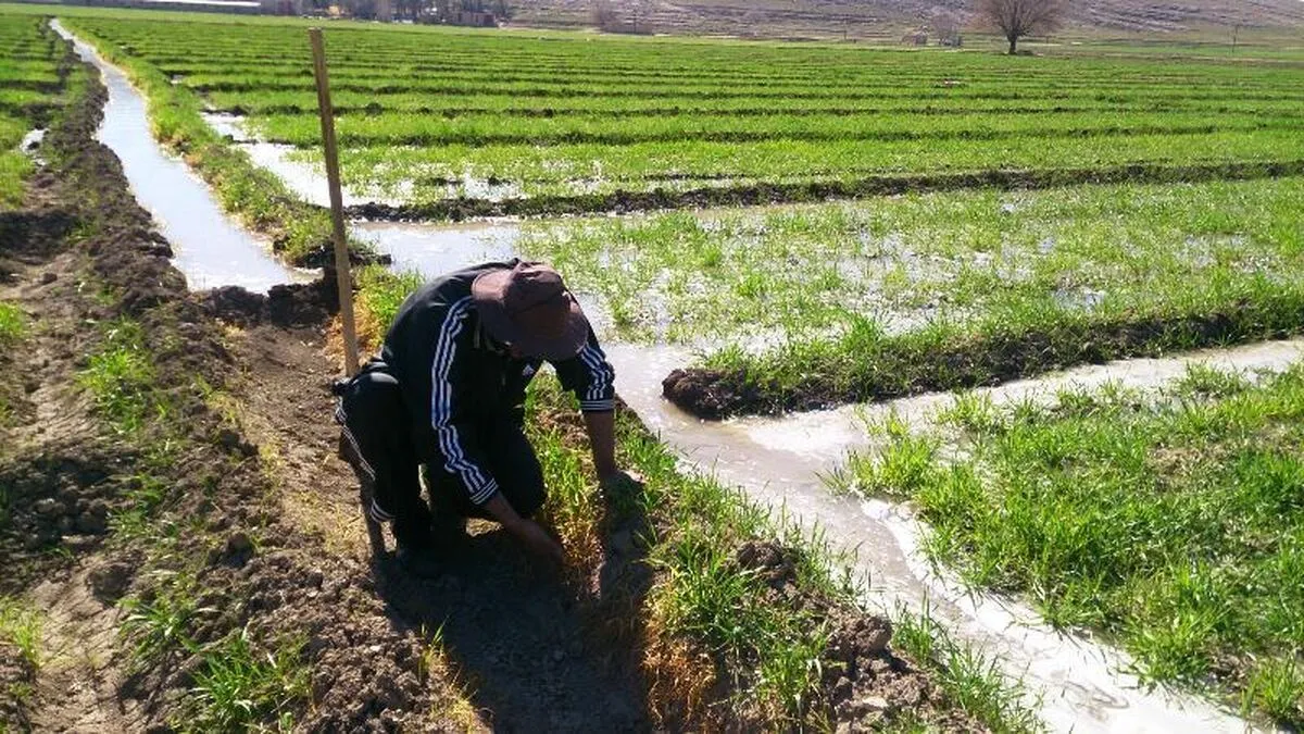 تاثیر کم‌آبی و مشکلات نظارتی بر تحقق الگوی کشت در ایران