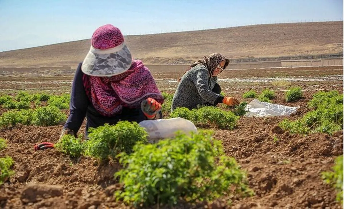 سرمایه‌گذاری در نیروی پنهان روستا؛ زنان و جوانان، کلید تحول در تولید کشاورزی