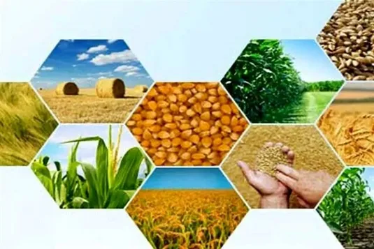 ۴۰ درصد تولیدات کشاورزی کشور به ضایعات تبدیل می&zwnj;شود