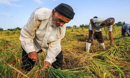 عامل اصلی کاهش بهره&zwnj;وری مزارع کشاورزی چیست؟