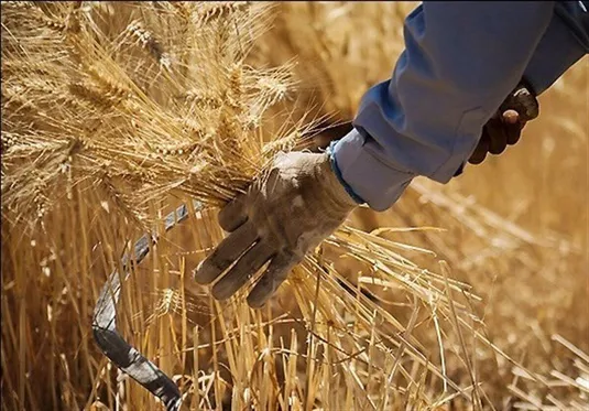 ۸۵ درصد مطالبات گندم&zwnj;کاران تا پایان هفته پرداخت می&zwnj;شود