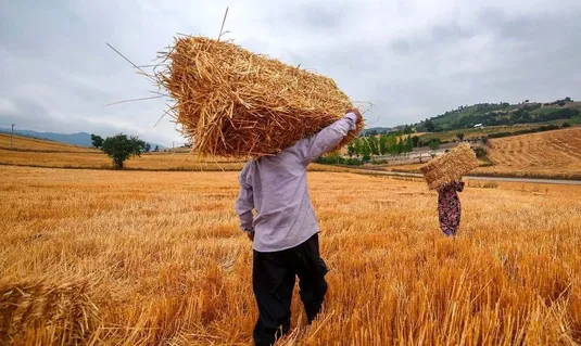 امکان تأمین کمبود گندم کشور از برزیل؛ بریکس امنیت غذایی را تضمین می&zwnj;کند