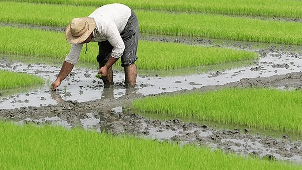 بارش باران‌های تابستانی آسیبی به شالیزارها وارد کرد؟