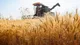تحویل ۲۴ هزار تن گندم به مراکز خرید تضمینی استان تهران