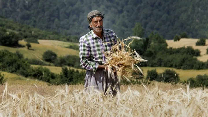 کشاورزی