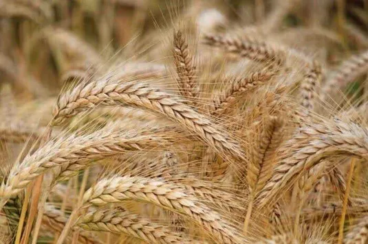 رکوردشکنی قیمت جهانی گندم درپی جنگ آمریکا علیه ایران