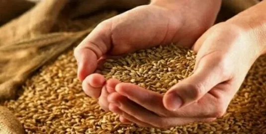 قیمت نهایی گندم بالاخره تعیین شد + جزییات
