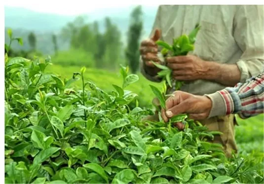تجارت خارجی چای در ۱۰ ماهه نخست سال ۱۴۰۴
