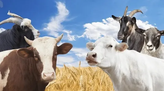 اصلاح نقل&zwnj;وانتقال دام ضروری است