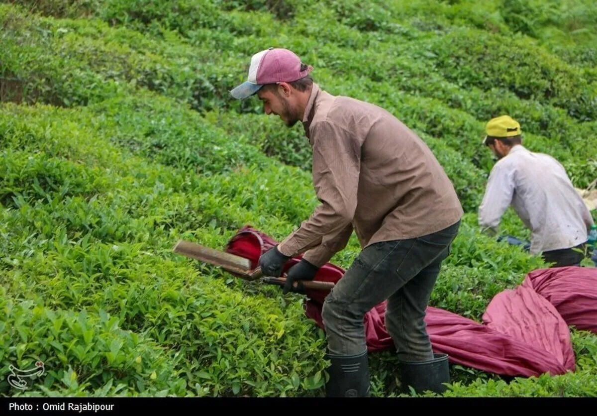 واریز ۶۱۴ میلیارد تومانی برگ سبز به حساب چایکاران