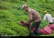 واریز ۶۱۴ میلیارد تومانی برگ سبز به حساب چایکاران