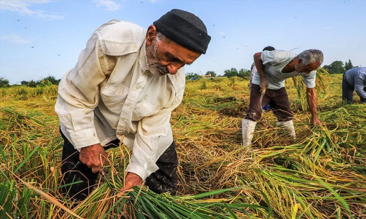 عامل اصلی کاهش بهره‌وری مزارع کشاورزی چیست؟