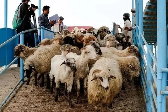 قیمت دام زنده امروز شنبه ۱۸ مرداد