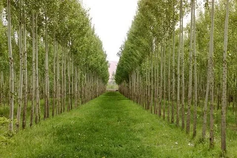 بیش از ۷ هزار هکتار اراضی ملی برای زراعت چوب در کشور شناسایی شد
