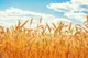 پرداخت مطالبات گندم‌کاران از ۱۵۰ همت گذشت