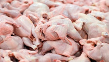 قیمت جدید گوشت مرغ امروز ۱ مهر ۱۴۰۵