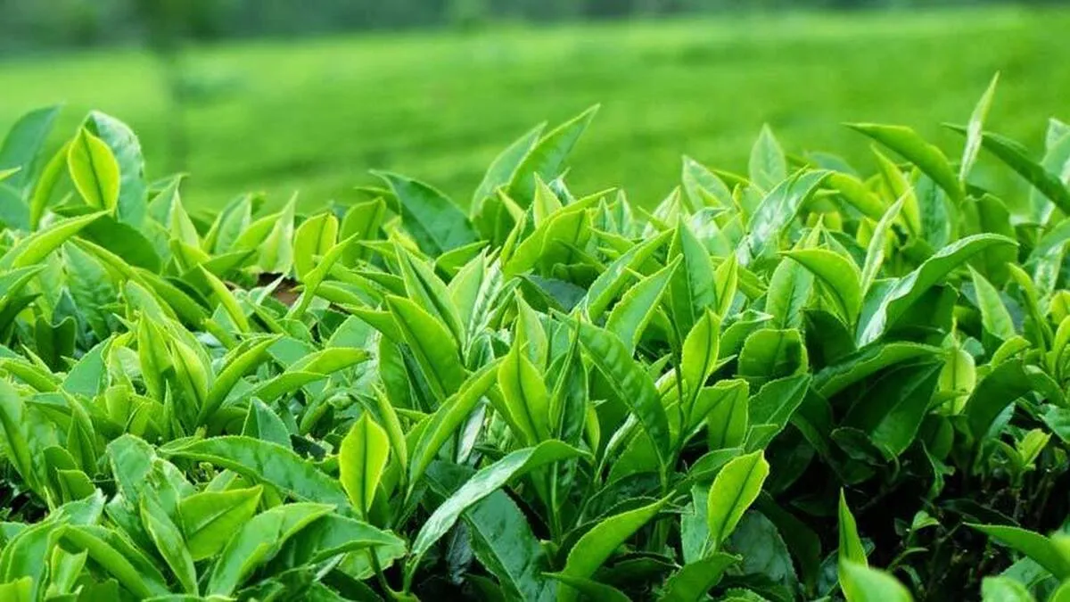 خودکفایی ۹۰ درصدی چای با انجام عملیات به زراعی محقق می‌شود