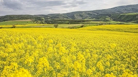 سالانه ۳ میلیارد دلار ارز برای واردات روغن از کشور خارج می&zwnj;شود