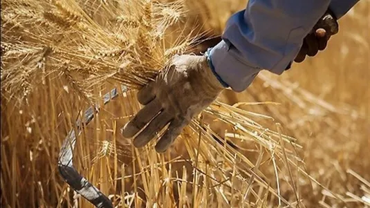 ۴۱ همت از مطالبات گندم&zwnj;کاران پرداخت شد