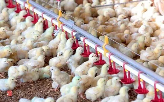 وجوه گرانفروشی &laquo;جوجه یک&zwnj;روزه&raquo; به مرغداران بازگردانده می&zwnj;شود