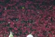 رد استیناف‌خواهی پرسپولیس برای لیدرها