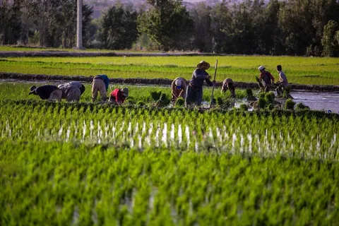 ضرورت تحول در سیاست‌گذاری‌های زراعی ایران