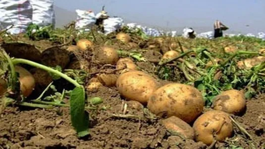 قیمت سیب زمینی از نیمه فروردین کاهشی می&zwnj;شود