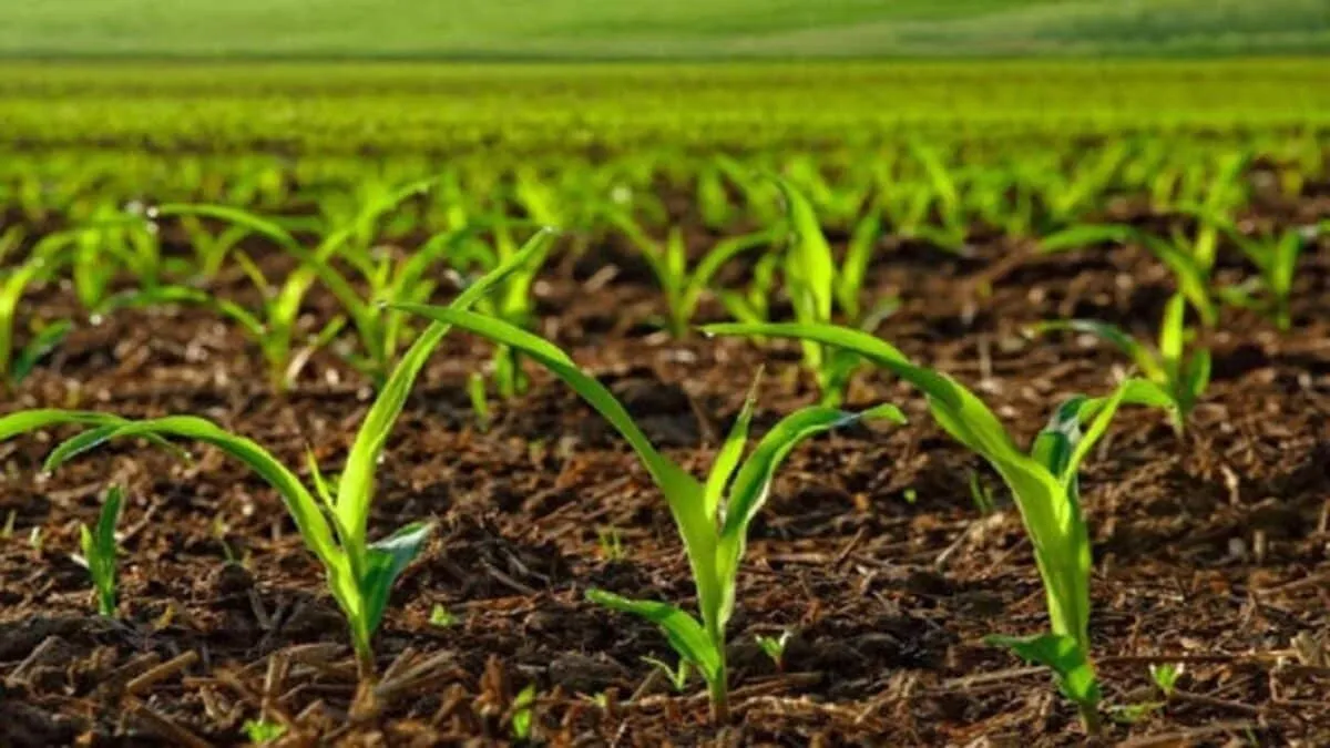 کشت پاییزه مناطق سردسیر با تاخیر آغاز می‌شود