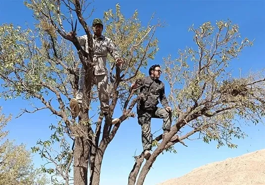 20 هزار هکتار از بادامستان&zwnj;های دیم آفت زدایی شد