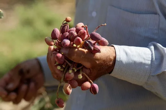 پیش&zwnj;بینی تولید ۳۰۰ هزار تن پسته تا پایان سال