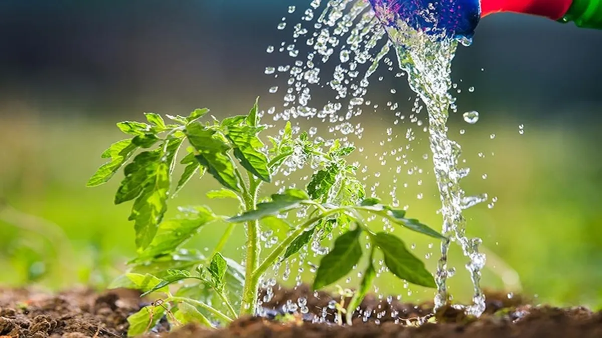 ضرورت آبیاری سنگین در باغات پسته