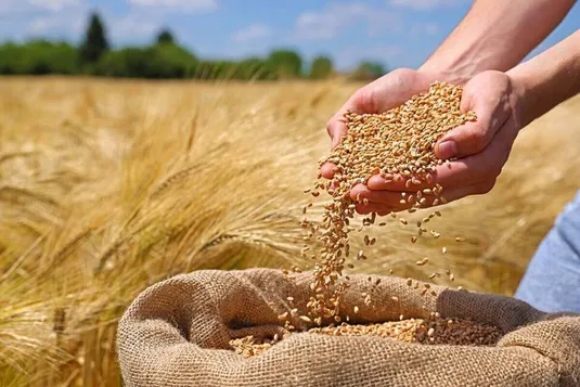 بذر نیازمند تحول دیجیتال/ آمار دقیق از بذر گواهی شده نداریم
