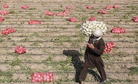 خرید توافقی پیاز از امروز آغاز می&zwnj;شود