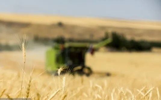 نرخ خرید تضمینی گندم ۲۹.۵۰۰ تومان تعیین شد