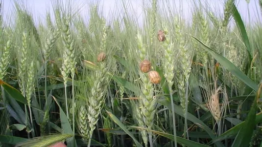 مبارزه علیه آفت سن گندم به ۲ میلیون و ۶۰۰ هزار هکتار رسید