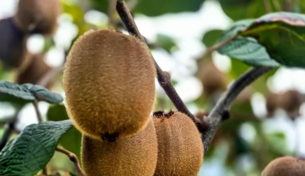 فرایند صادرات کیوی تسهیل شد