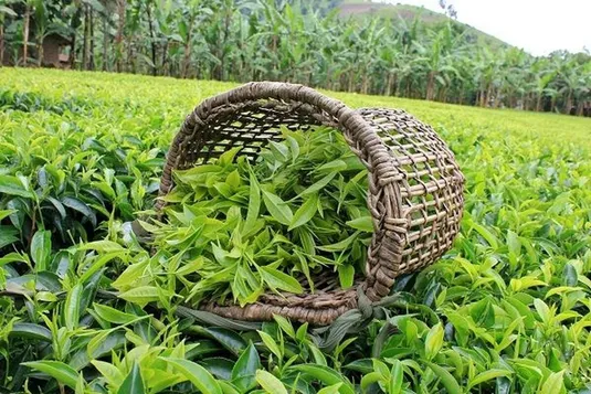 خرید برگ سبز چای از ۹۱ هزار تن عبور کرد