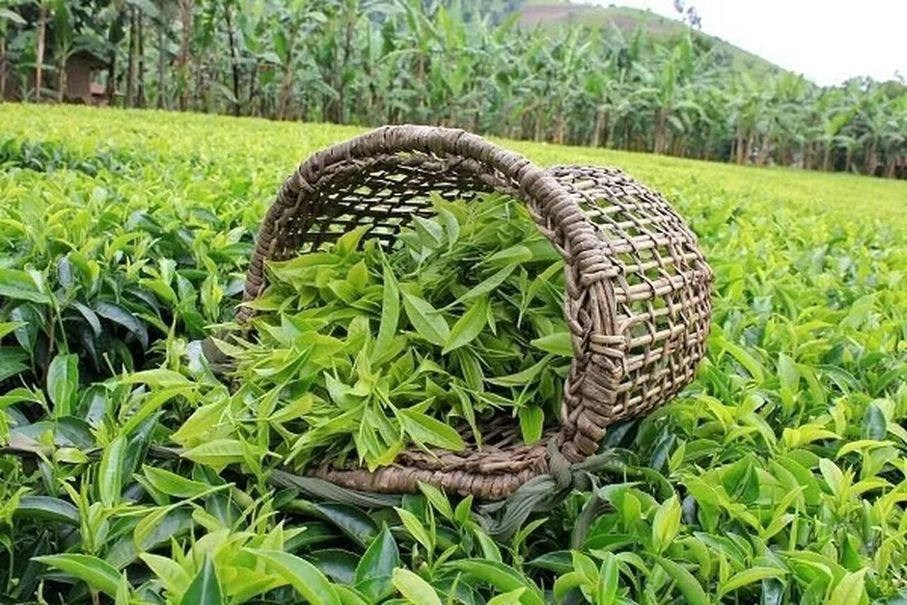 چای