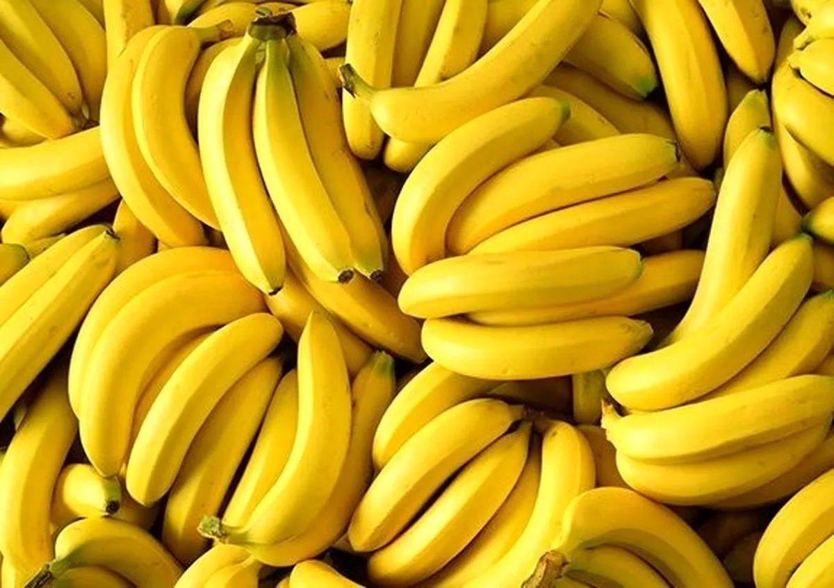 جزئیات سوءاستفاده از مجوزهای تکراری صادرات سیب برای واردات غیرقانونی موز