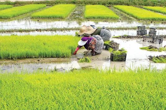 تهدید امنیت غذایی با کشت برنج در مناطق کم&zwnj;آب؛ واردات آب مجازی هوشمندانه است