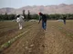 جنگ کود کشاورزان آمریکا را هم گران کرد؛ آمریکایی‌ها غیراز بنزین منتظر گرانی غذا باشند