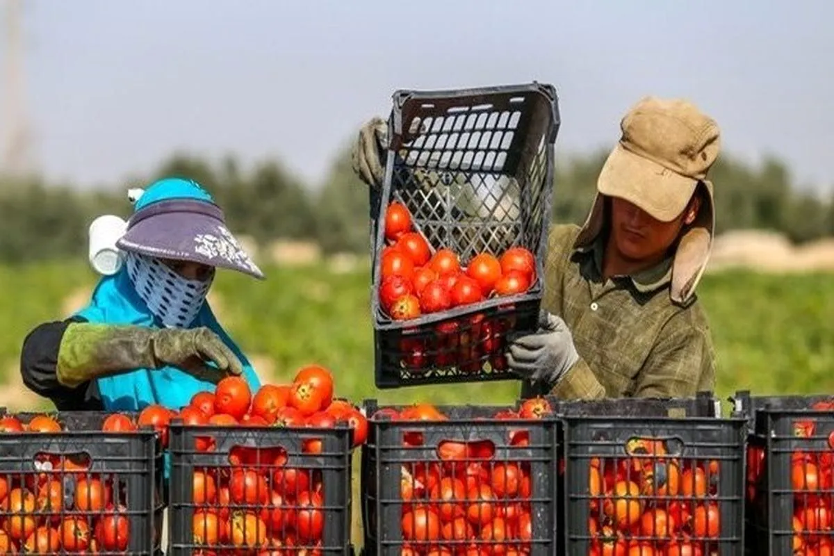 کشاورزان در انتظارِ تسهیلِ قوانین صادراتی هستند