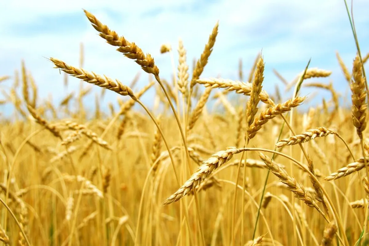 خرید تضمینی گندم به ۱۱ میلیون و و ۹۷۶ هزار تن رسید+ ۵ استان رتبه برتر خرید گندم