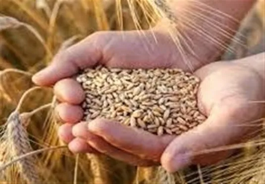 نرخ خرید تضمینی گندم به فوریت اصلاح می&zwnj;شود