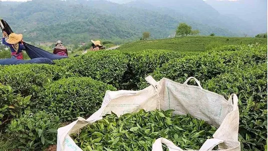 ثبت سفارش چای شنبه ۱۷ آبان آغاز می&zwnj;شود