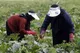 ساماندهی صندوق‌های خرد، گامی در جهت توانمندسازی زنان روستایی و عشایری